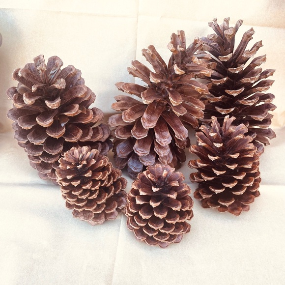 Florida Pine Cones Set Of 6 Clean & Sprayed W/ Clear Gold Finish - Picture 2 of 9
